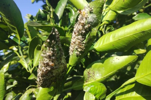 Detectan en Francia una nueva especie de mosca blanca que provoca importantes daños en diversos cultivos