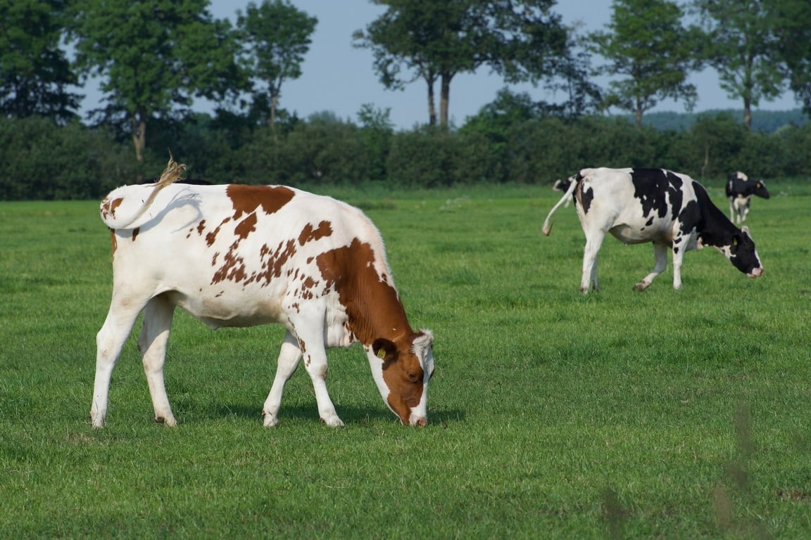 El Gobierno publica el listado de referencia de las Mejoras Técnicas Disponibles para reducir las emisiones en el ganado bovino