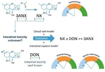 Toxicidad de nuevos tricotecenos  de tipo A: NX y 3ANX