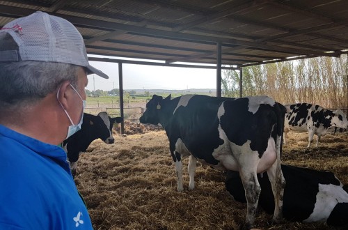 Leve aumento de las entregas de leche de vaca y bajada de precio en origen en junio por cuarto mes consecutivo