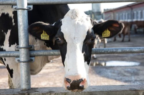 Suben un 1,4% las entregas de leche de vaca con precios a la baja en julio