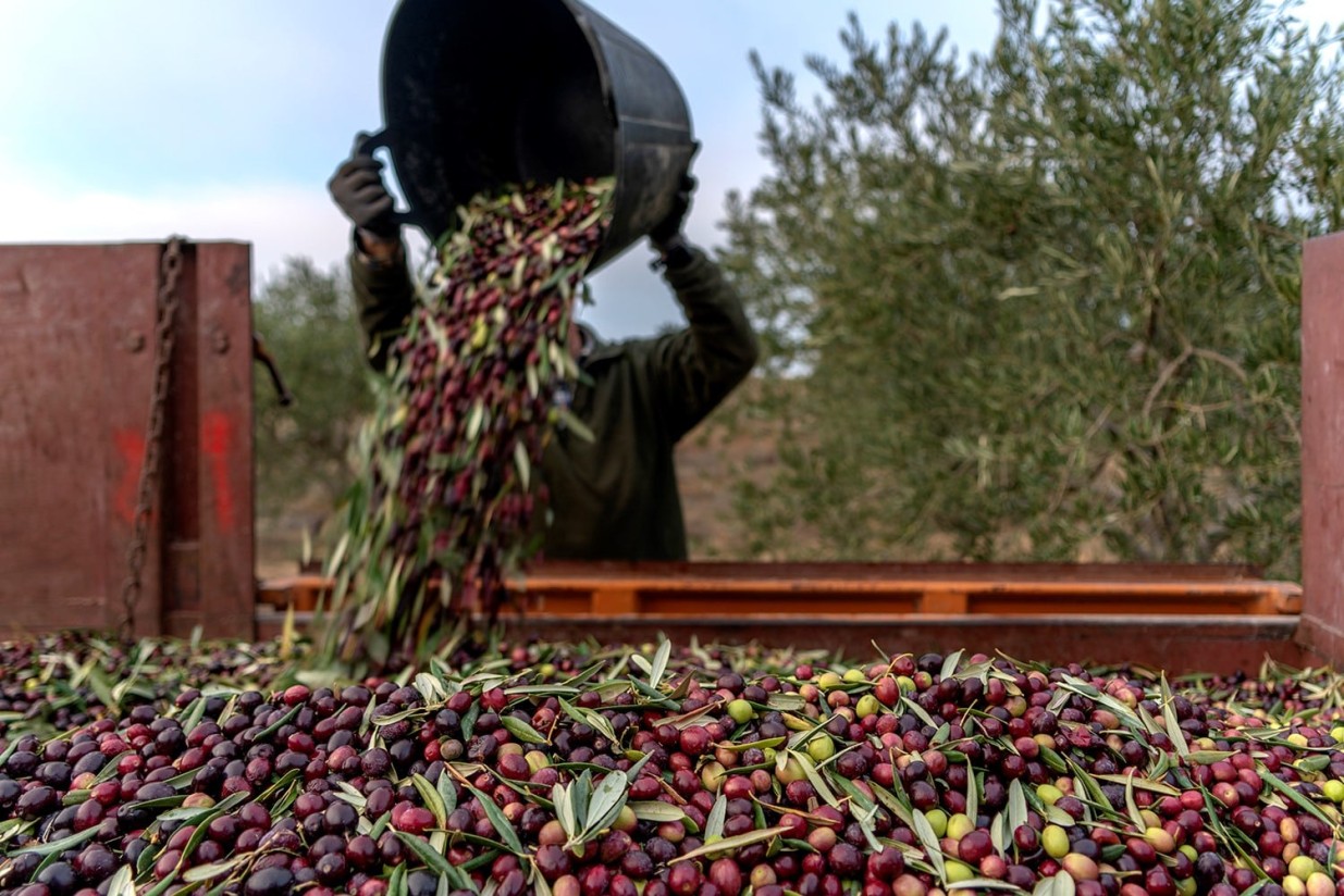 El mercado absorbió en agosto en torno a 74.550 t de aceite de oliva y garantiza el enlace con la próxima campaña 2023/24