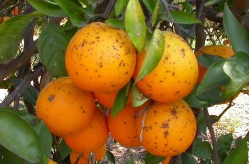 Intercitrus exige a la CE medidas ante las plagas y enfermedades en las importaciones de agosto