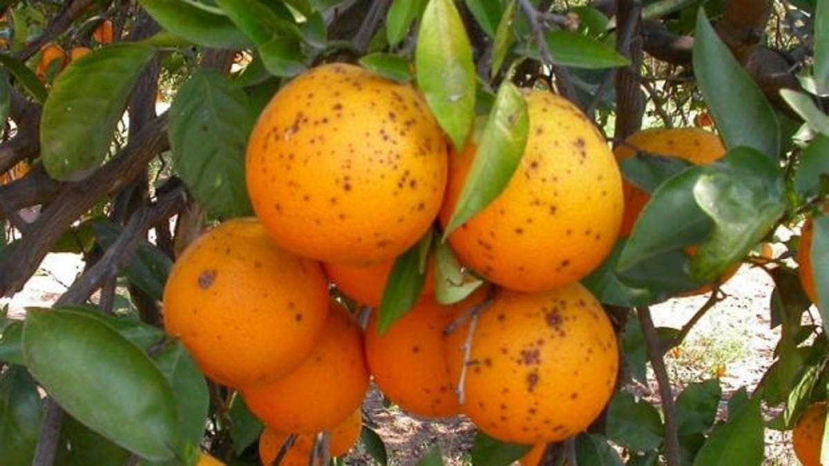 Intercitrus exige a la CE medidas ante las plagas y enfermedades en las importaciones de agosto