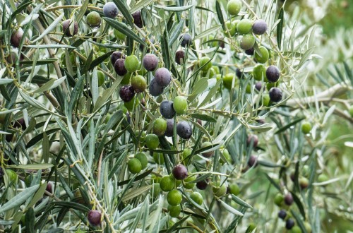 El sector de la aceituna negra seguirá luchando para que quiten los aranceles y se plantea buscar nuevos mercados ante las amenazas de Trump