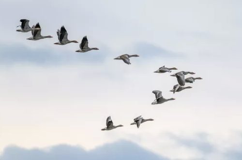 Gripe aviar: la EFSA recomienda más protección de las granjas de aves de corral frente al virus de las aves silvestres