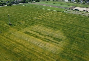 Mejora de la producción de trigo mediante el uso de bacterias fijadoras de nitrógeno en suelo