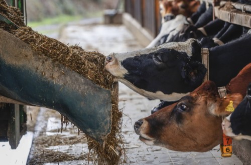 Índice FAO: volvieron a bajar los precios mundiales de los alimentos básicos en agosto