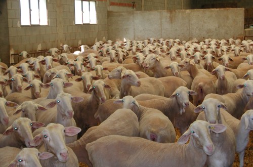 España recupera el estatus de país libre frente a la Viruela Ovina y Caprina