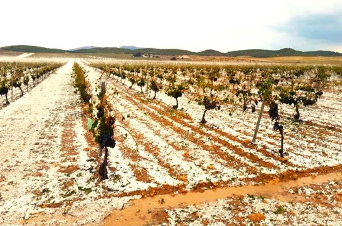 Agroseguro empieza a abonar 65,7 M€ en indemnizaciones a productores de uva de vino