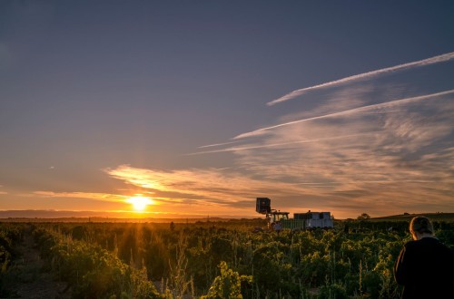 OCDE: niveles récord de apoyo a la agricultura, con 851.000 M$ anuales en el periodo 2020-2022