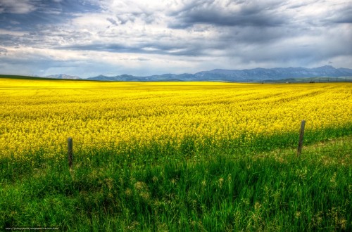 El agro comunitario pide a Bruselas que siga el rumbo que marca la Eurocámara en materia de estrategia de proteínas