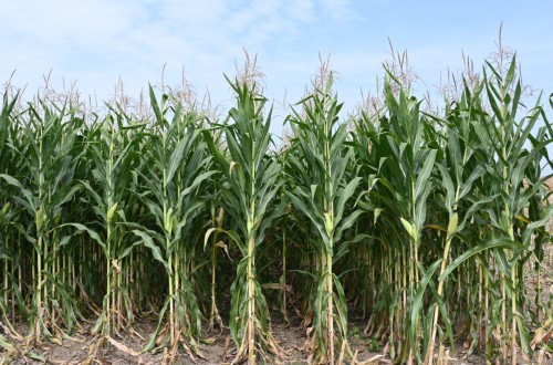 FAO: azúcar y cereales mantienen el índice de precios mundiales de los alimentos básicos en septiembre