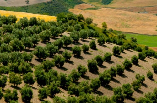 El MAPA afora una producción nacional de aceite de oliva de 765.300 t en la campaña 2023/24