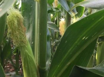 Panicum dichotomiflorum, una amenaza emergente en el cultivo del maíz español