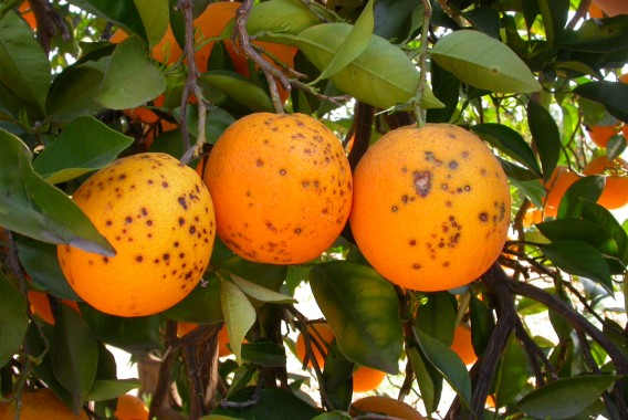 Sudáfrica suma 7 detecciones de mancha negra en septiembre y ya acumula 26 este año