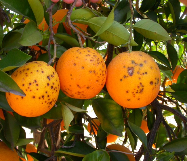 Sudáfrica suma 7 detecciones de mancha negra en septiembre y ya acumula 26 este año