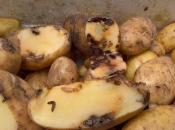 Evolución de la polilla guatemalteca en el cultivo de la patata