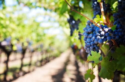 Agrovid analizará el presente y futuro del viñedo del 5 al 7 de marzo