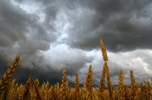 Previsión de indemnizaciones del seguro agrario de 1.144 M€ hasta el pasado 31 de octubre