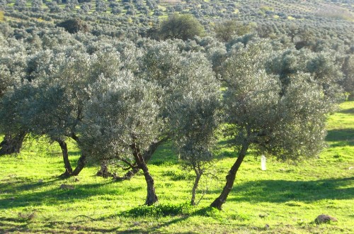 AEMO: Los costes de producción del aceite de oliva en España se disparan por la menor cosecha y la subida de los costes de cultivo