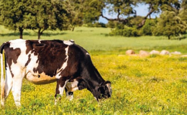 Un proyecto pionero en España utiliza un suplemento alimenticio para reducir las emisiones de las vacas