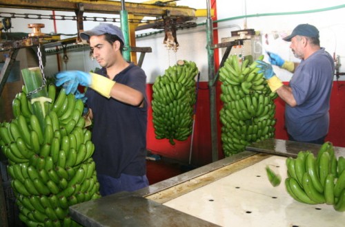 El Plátano de Canarias consigue una nomenclatura diferenciada dentro del código aduanero de la UE