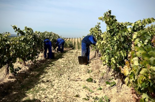 La meteorología adversa lleva a que la producción mundial de vino en 2023 sea la más baja de los últimos 60 años