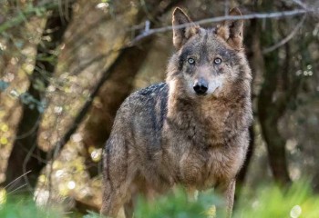 ¡Que viene el lobo!