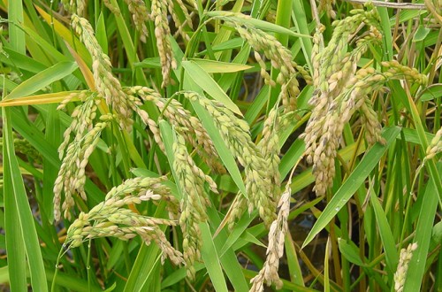 España reduce drásticamente cultivo y producción de arroz en 2023/24 y aumenta su dependencia exterior