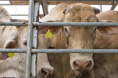 Bruselas propone normas más exigentes para mejorar el bienestar de los animales durante el transporte