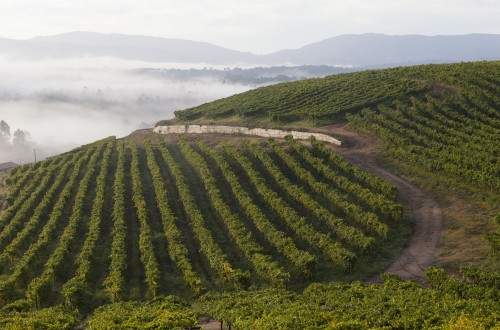 El MAPA limitará las autorizaciones de nueva plantación de viñedo a 928 ha en 2024