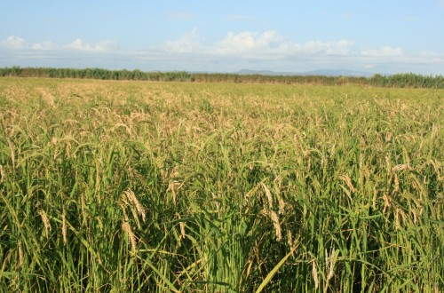 El sector agrario celebra que el PE tumbe la entrada de arroces importados con Triciclazol