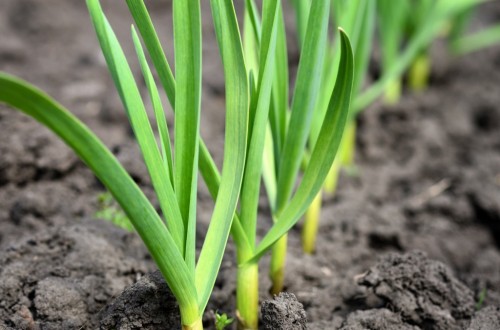Cifras del mercado de fertilizantes y nuevas disposiciones legislativas para el sector