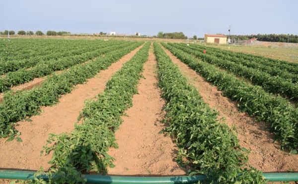 Riego automático en tomate de industria como apoyo a una producción más sostenible