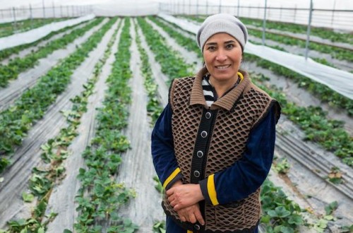 El FIDA se asocia con Hamkorbank en Uzbekistán para conceder micropréstamos a productores lácteos y hortícolas