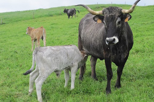 Cantabria podrá habilitar a veterinarios en la prevención, lucha y control de enfermedades animales emergentes
