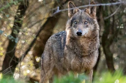 El Gobierno vasco pide que se retire al lobo del Listado de Especies Silvestres en Régimen de Protección