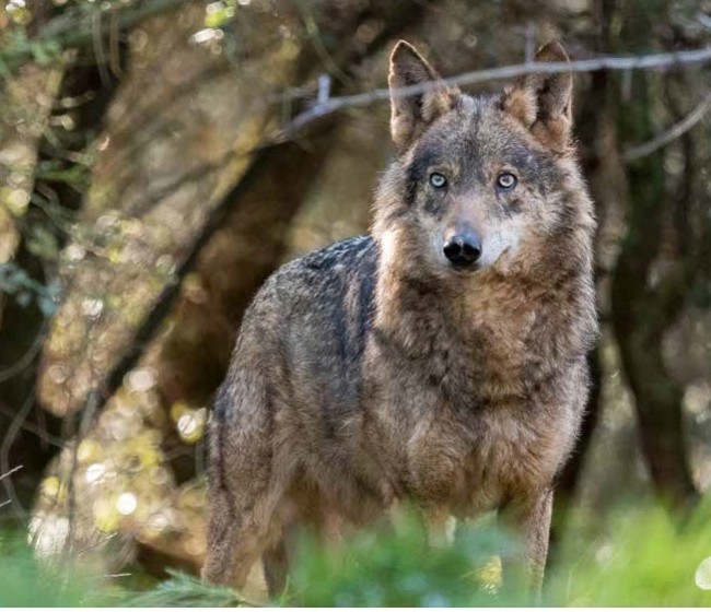 Según el TJUE, la ley de Castilla y León que permite cazar el lobo viola el derecho europeo