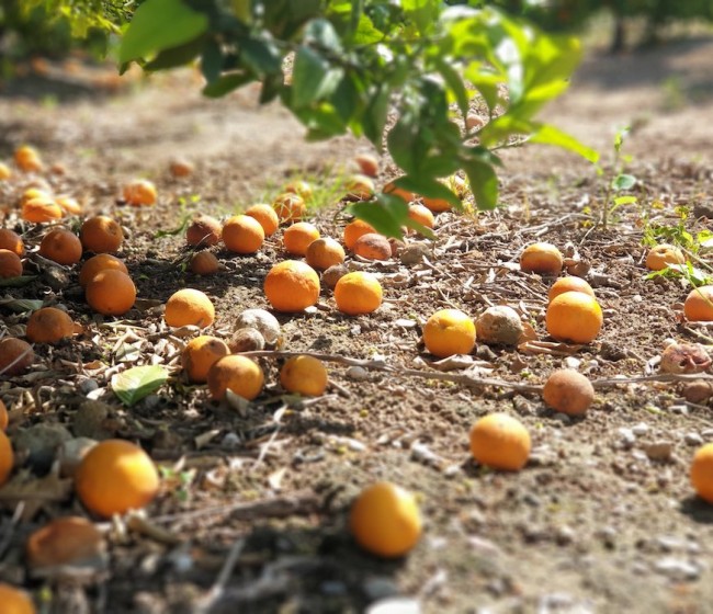 Las indemnizaciones del seguro agrario en 2024 ascienden a 712 millones de euros