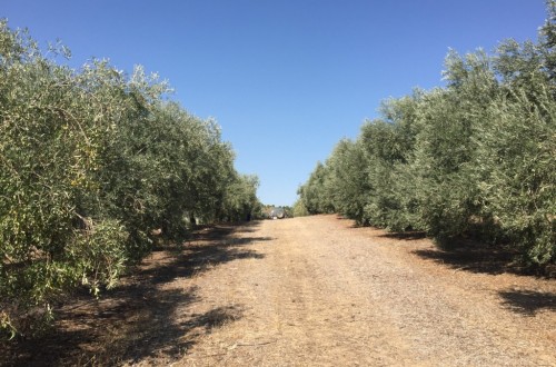 El Gobierno andaluz apoya el desarrollo de industrias olivareras en Granada con 5,5 millones