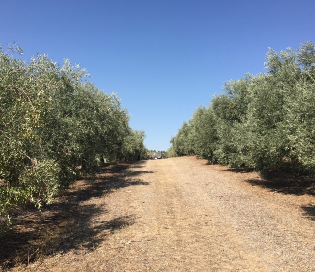 El Gobierno andaluz apoya el desarrollo de industrias olivareras en Granada con 5,5 millones