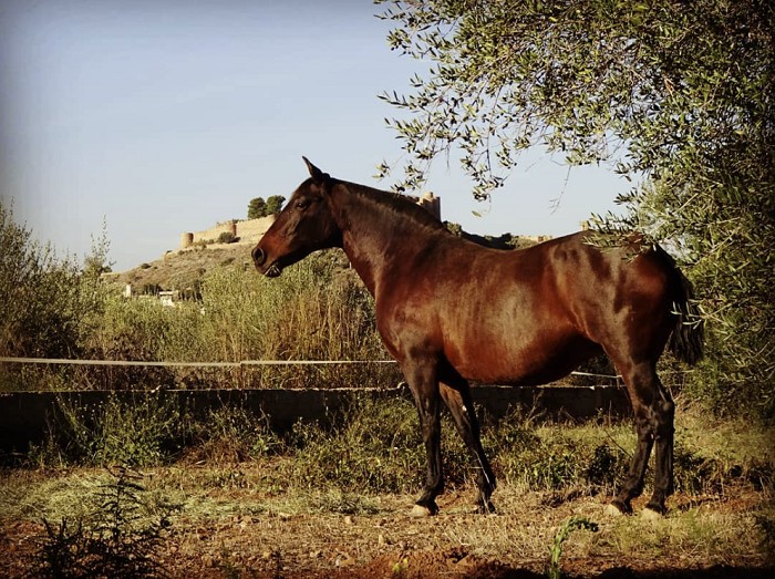 Escrapalia subasta nueve caballos