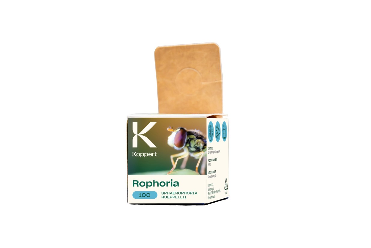 Rophoria, nuevo nombre comercial del sírfido Sphaerophoria rueppellii de Koppert