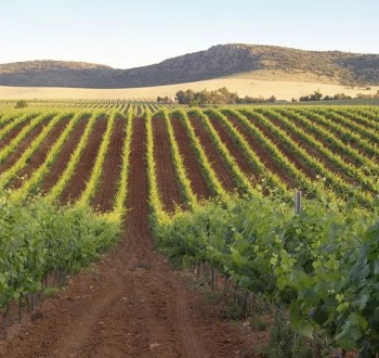 El BOE publica las modificaciones que afectan a las intervenciones sectoriales de frutas y hortalizas, vitivinícola y apícola