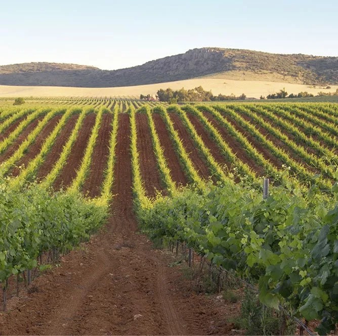 El BOE publica las modificaciones que afectan a las intervenciones sectoriales de frutas y hortalizas, vitivinícola y apícola