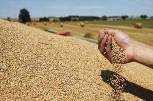 Demanda, stocks y comercio mundiales de cereales aumentarán en la actual campaña 2023/24