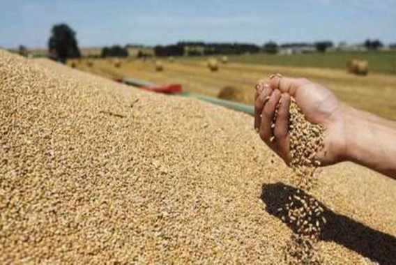 La UE importa 20 millones de tn de cereales en lo que va de campaña 2024-2025, el 40,19% por operadores españoles