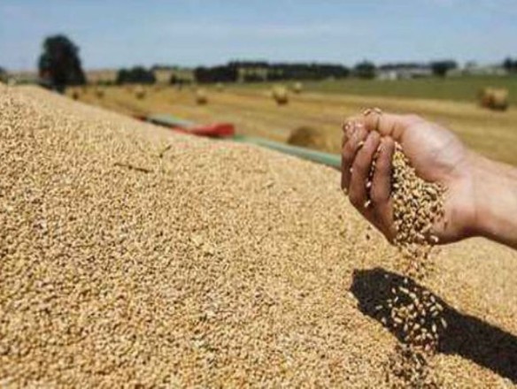 La UE importa 20 millones de tn de cereales en lo que va de campaña 2024-2025, el 40,19% por operadores españoles