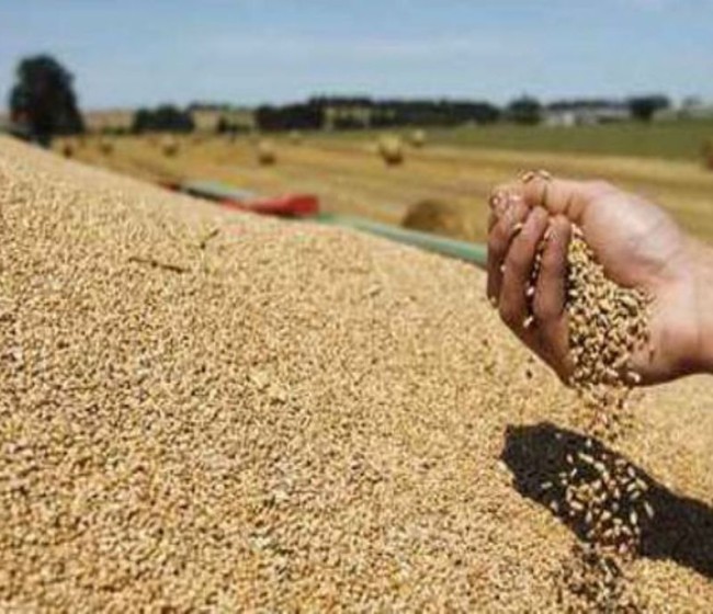 La UE importa 20 millones de tn de cereales en lo que va de campaña 2024-2025, el 40,19% por operadores españoles